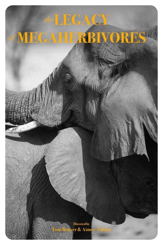 The Legacy of Megaherbivores