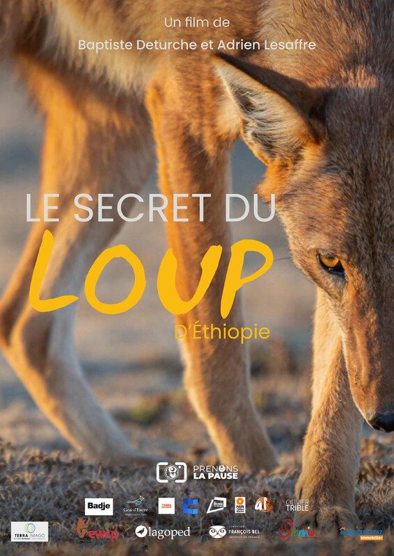 The secret of the Ethiopian Wolf