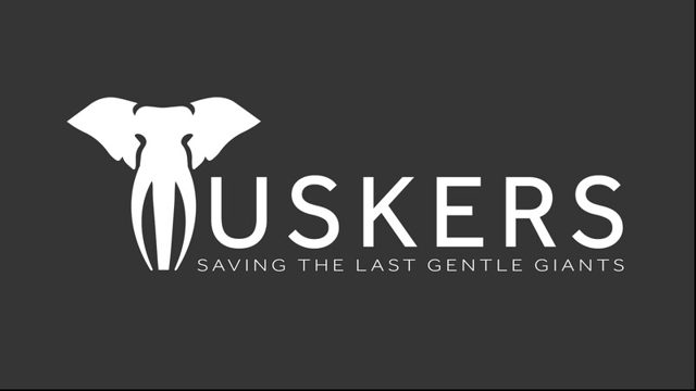 Tuskers saving the last gentle giants