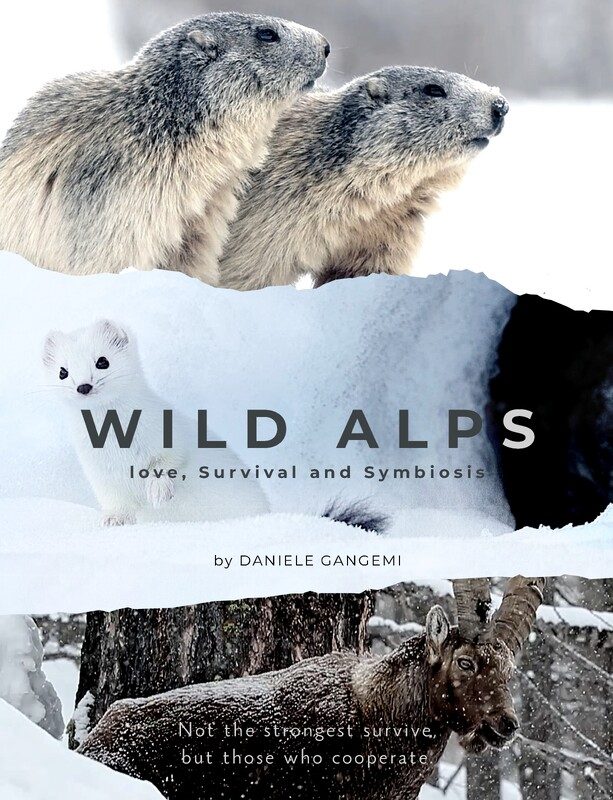Wild Alps